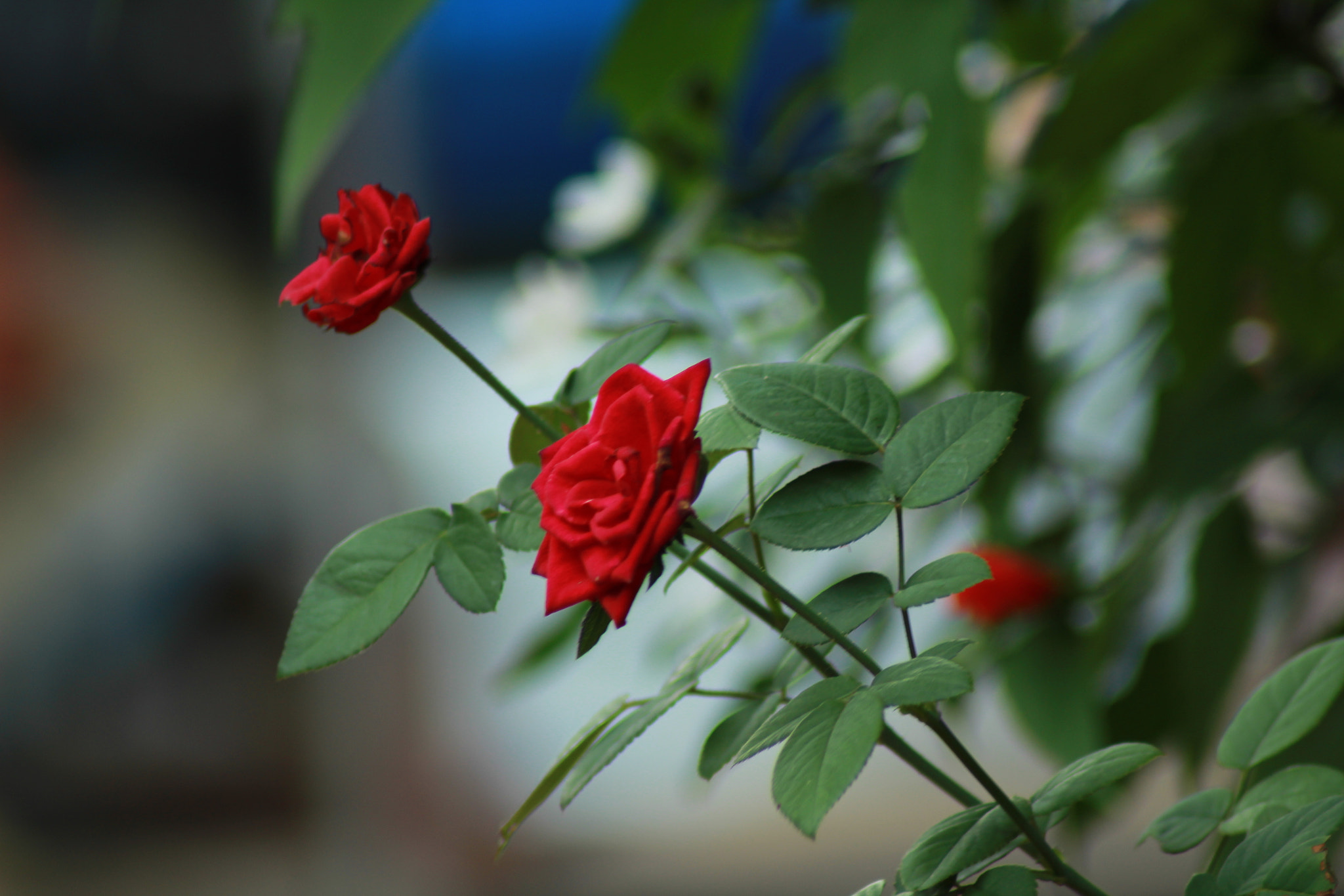 Canon EOS 1300D (EOS Rebel T6 / EOS Kiss X80) sample photo