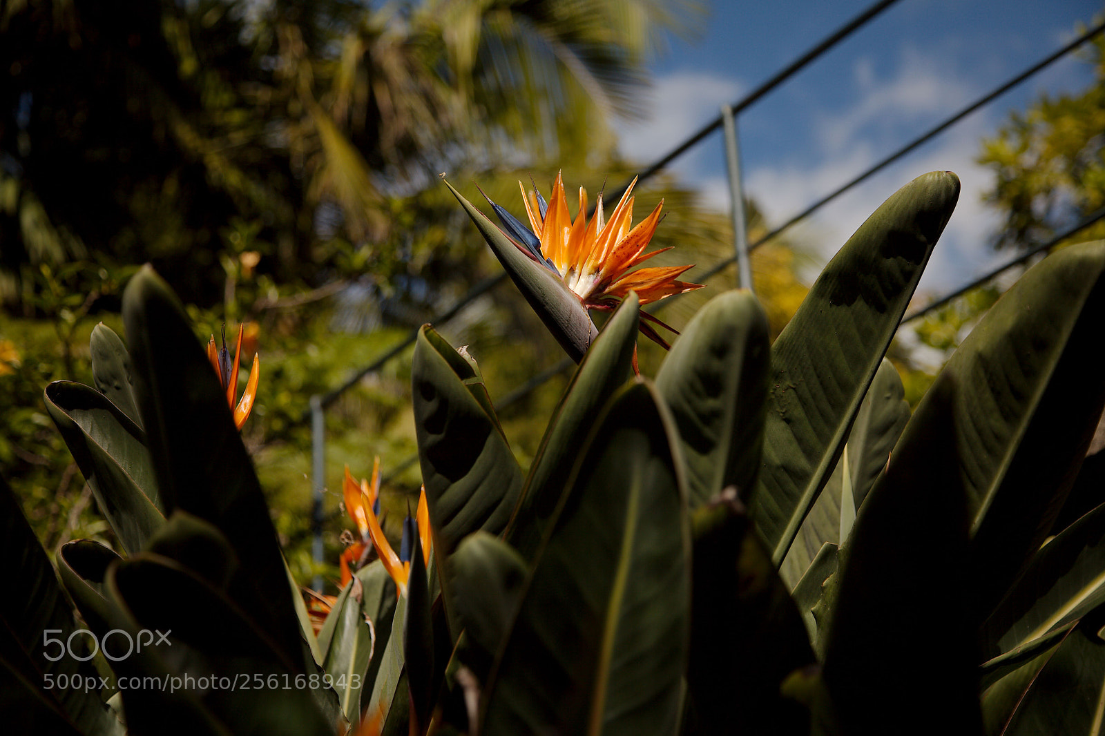 Canon EOS 5D Mark II sample photo. Bird of paradise flower photography