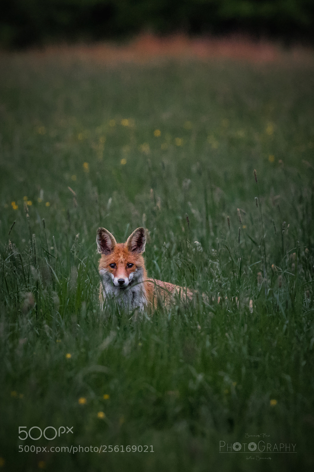 Pentax K-3 sample photo. [ i see you... ] photography