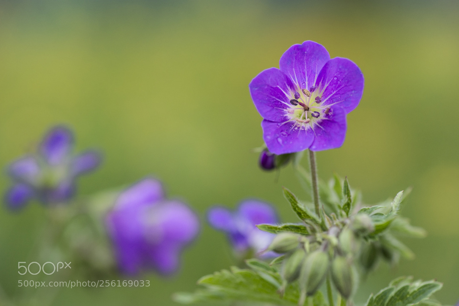 Nikon D610 sample photo. Storchenschnabel photography