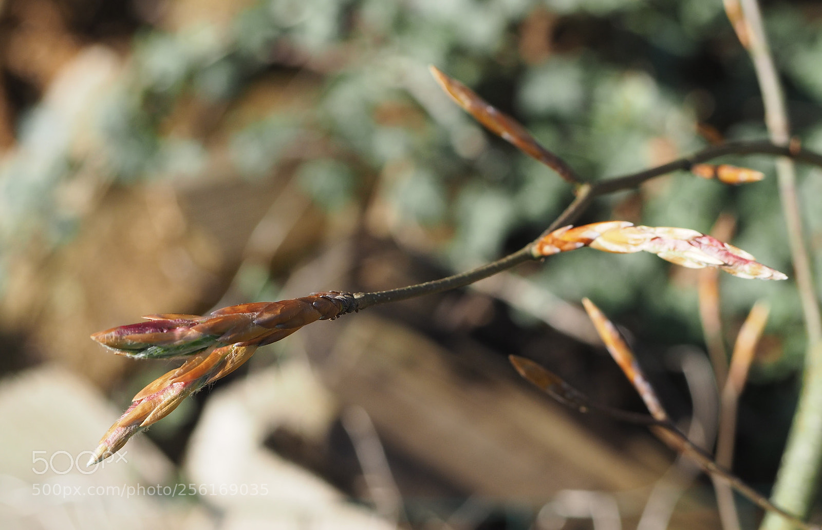 Olympus PEN E-PL7 sample photo. Playing with focus photography