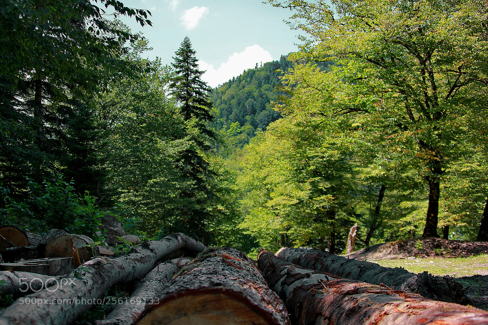 Canon EOS 550D (EOS Rebel T2i / EOS Kiss X4) sample photo. Guzerypl, russia photography