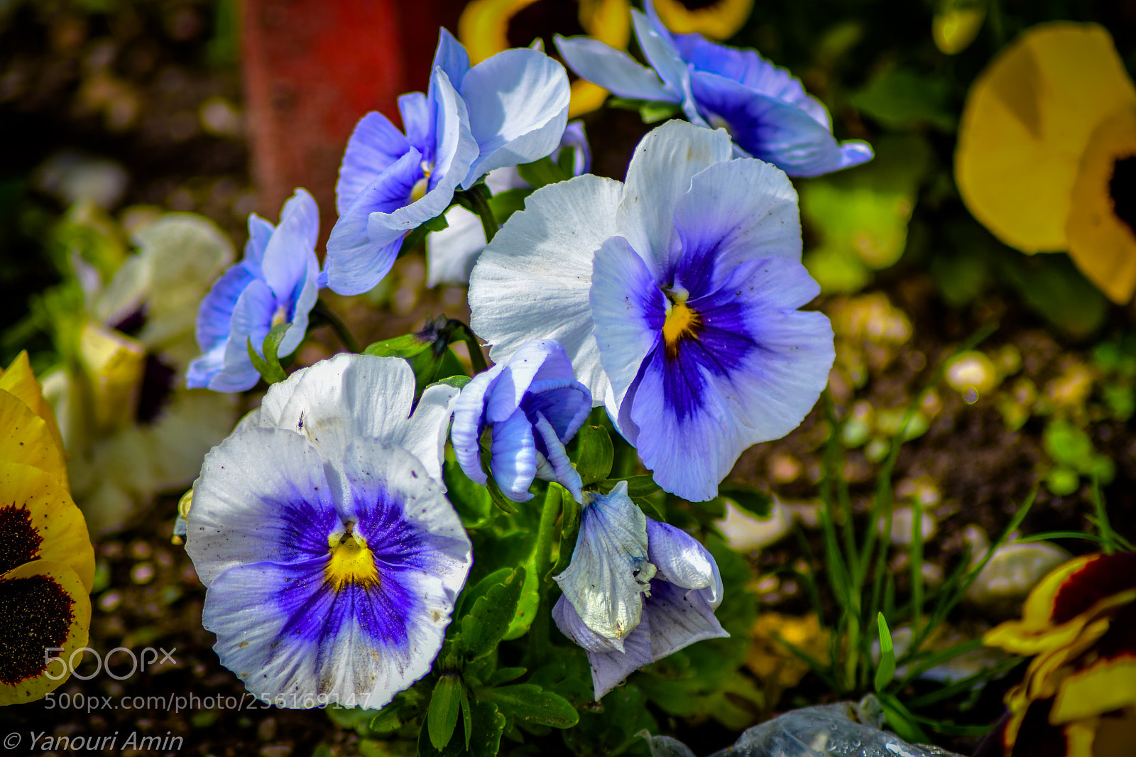 Nikon D5300 sample photo. Botanischer garten photography