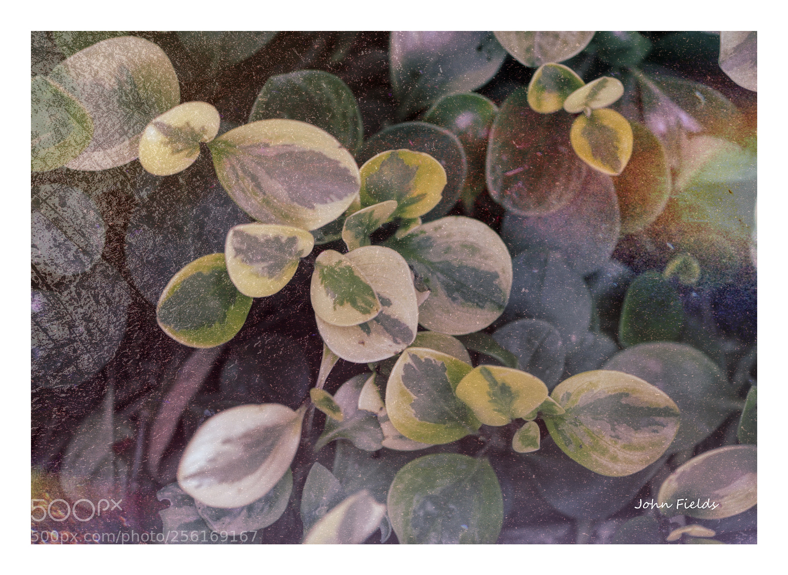Nikon D800 sample photo. Jard bot nic val photography