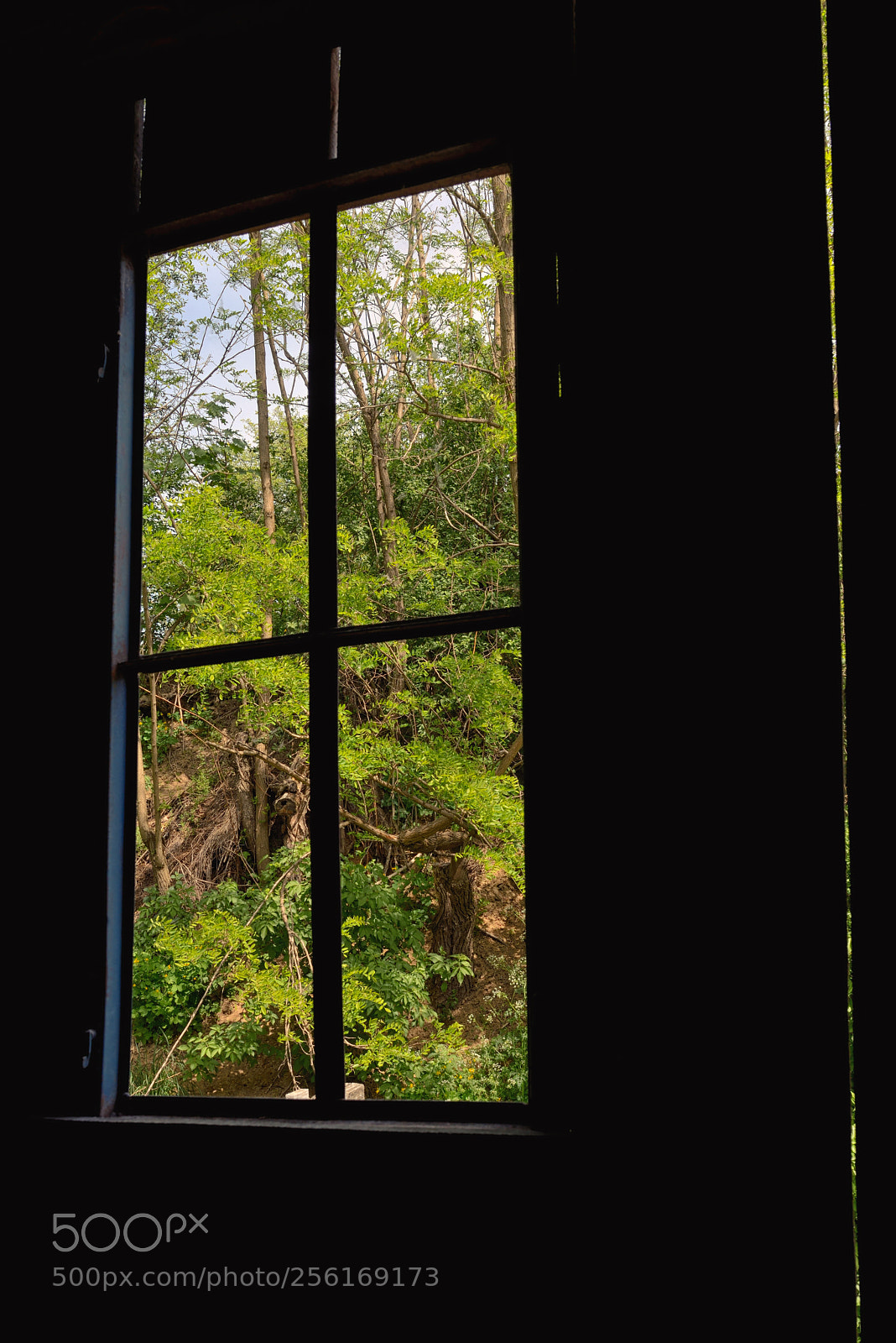 Nikon D610 sample photo. Window frame and nature photography