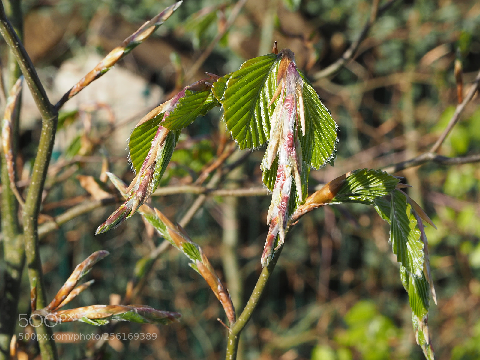 Olympus PEN E-PL7 sample photo. Release - life is photography
