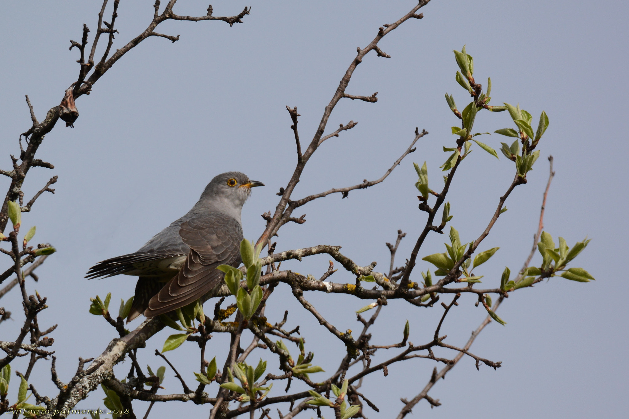 Sigma 150-600mm F5-6.3 DG OS HSM | S sample photo. Cuco común (cuculus canorus) photography