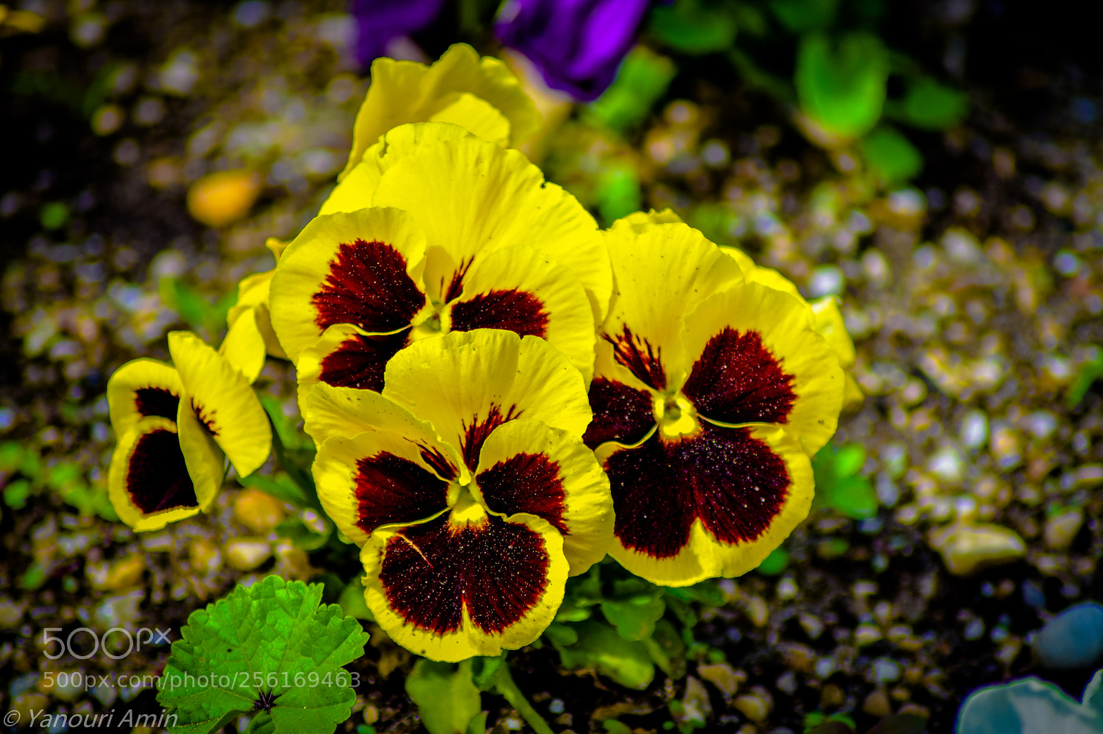 Nikon D5300 sample photo. Botanischer garten photography