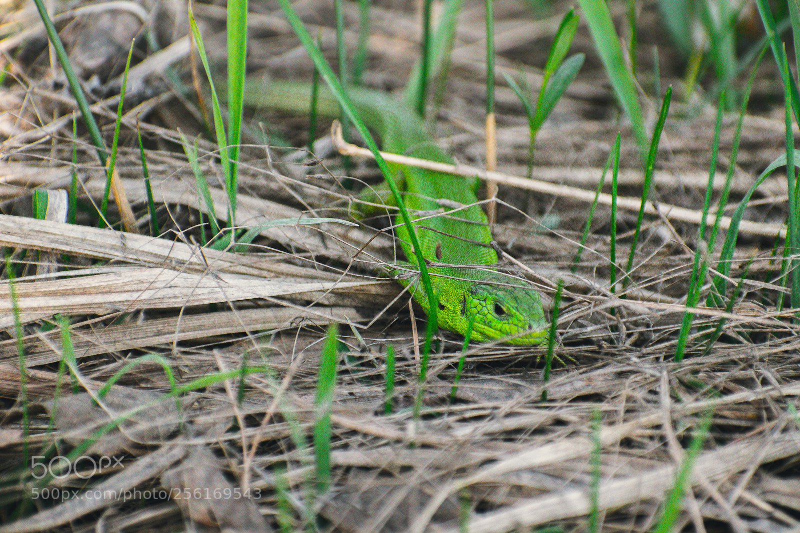 Nikon D5300 sample photo. Усманский бор 1 photography
