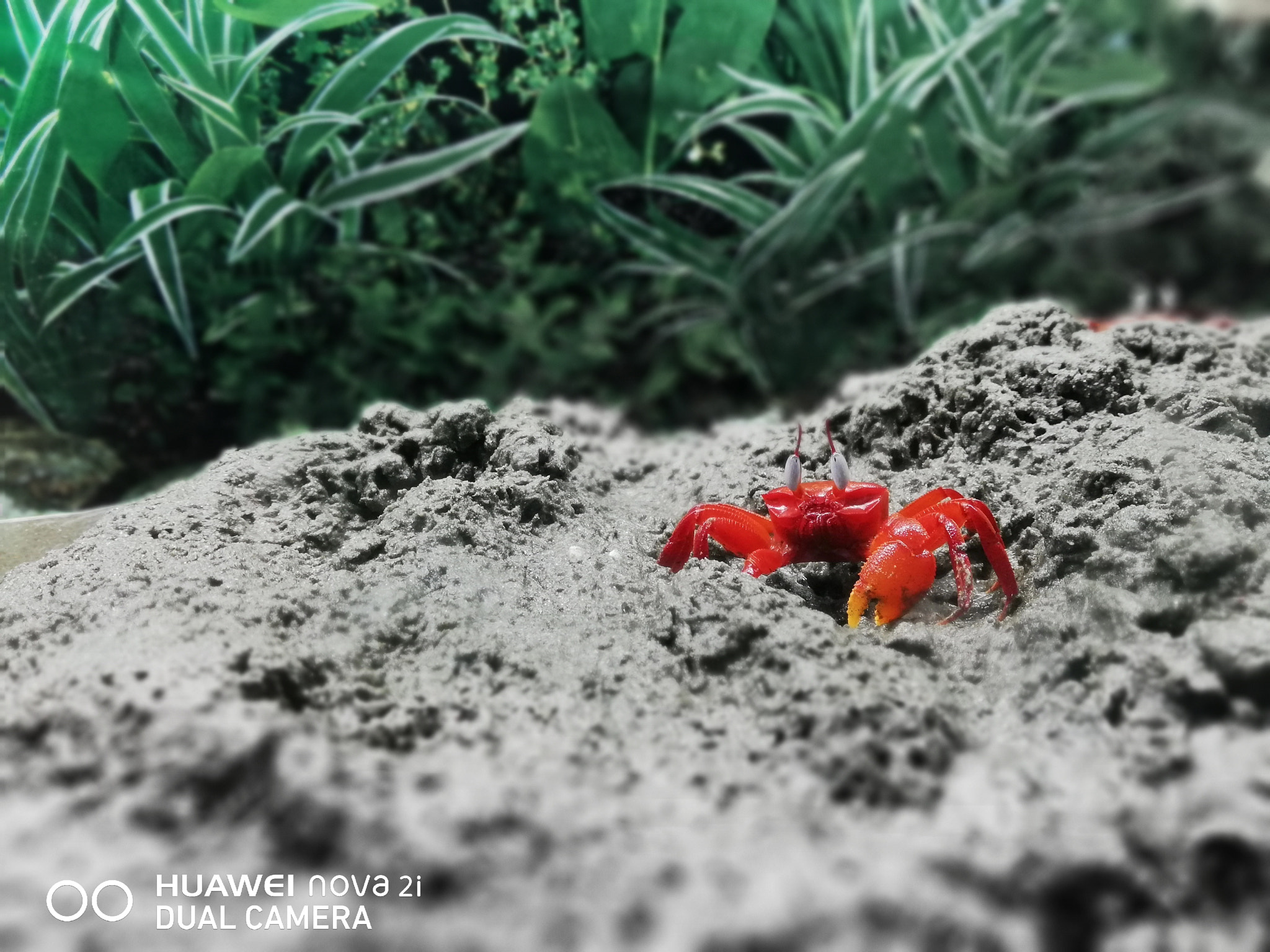 HUAWEI nova 2i sample photo. Red crab photography