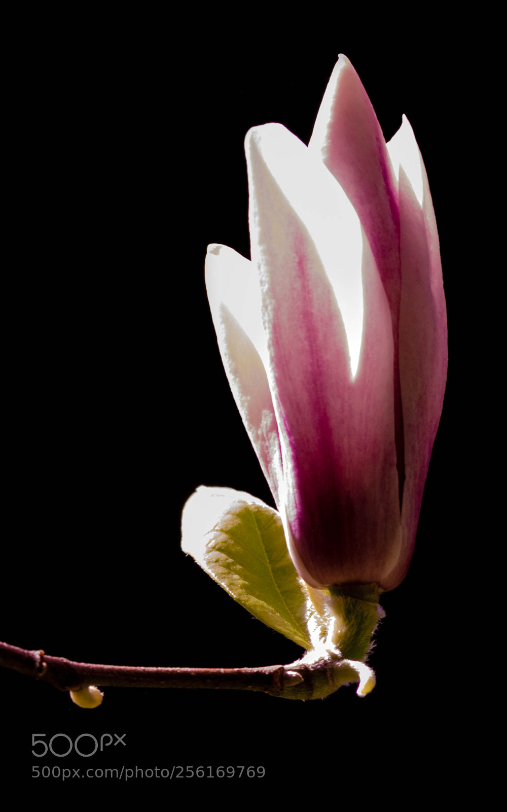 Nikon D5300 sample photo. Noble photography
