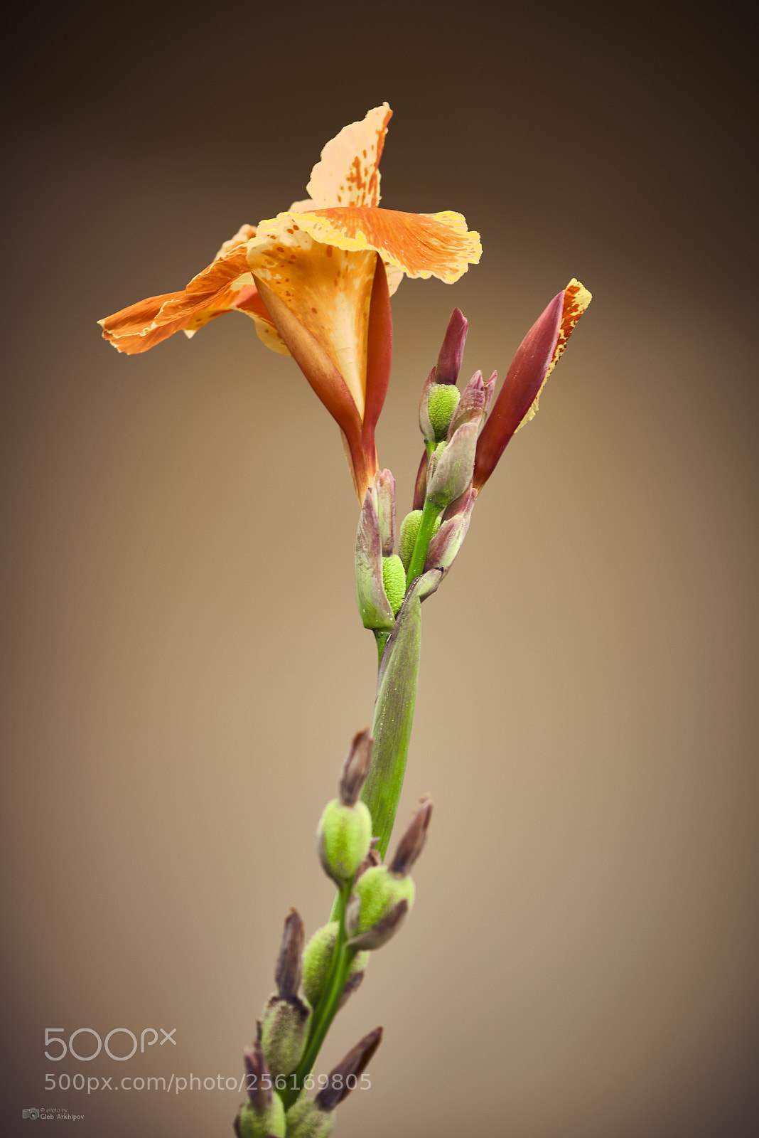 Nikon D800E sample photo. Handsome photography