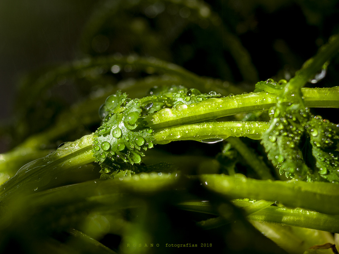 Olympus E-620 (EVOLT E-620) sample photo. Gotas sobre verde photography