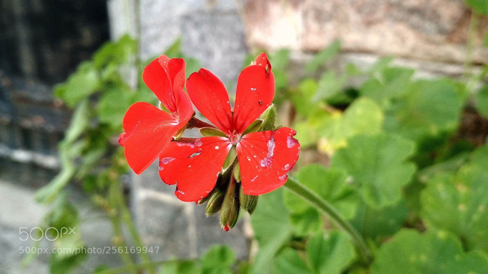 Xiaomi Redmi 4X sample photo. Untitled photography