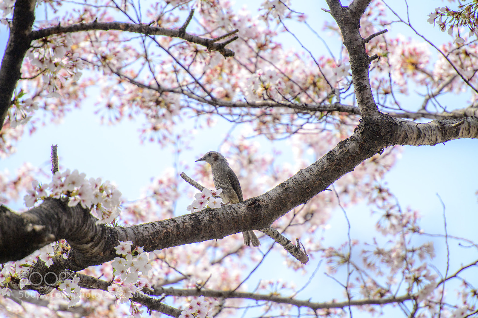 Nikon D850 sample photo. Sakura and bird photography