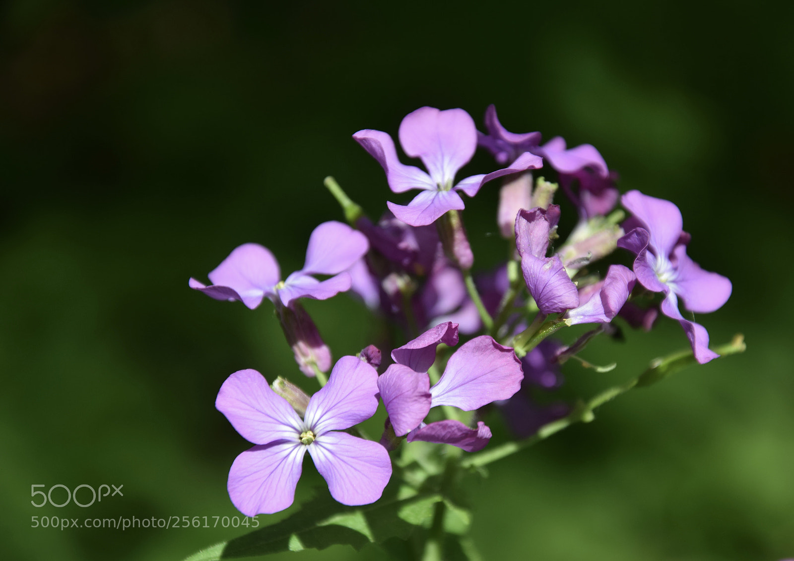 Nikon D5300 sample photo. New life photography