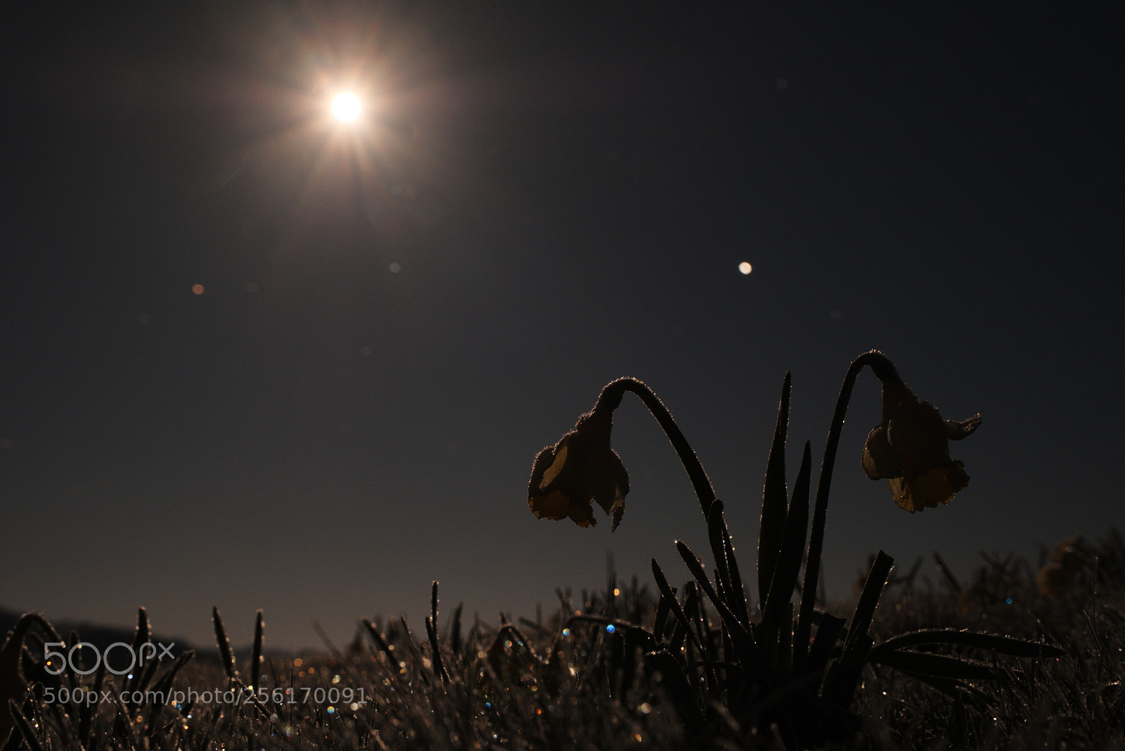 Fujifilm X-H1 sample photo. Jonquilles entre lune et photography