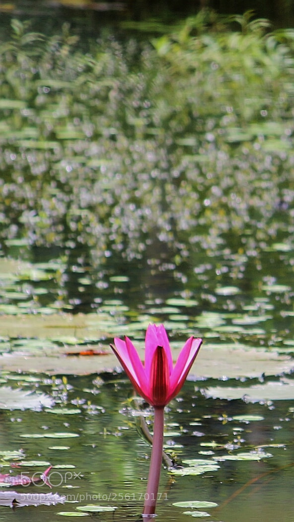 Canon EOS 700D (EOS Rebel T5i / EOS Kiss X7i) sample photo. Pink lotus photography
