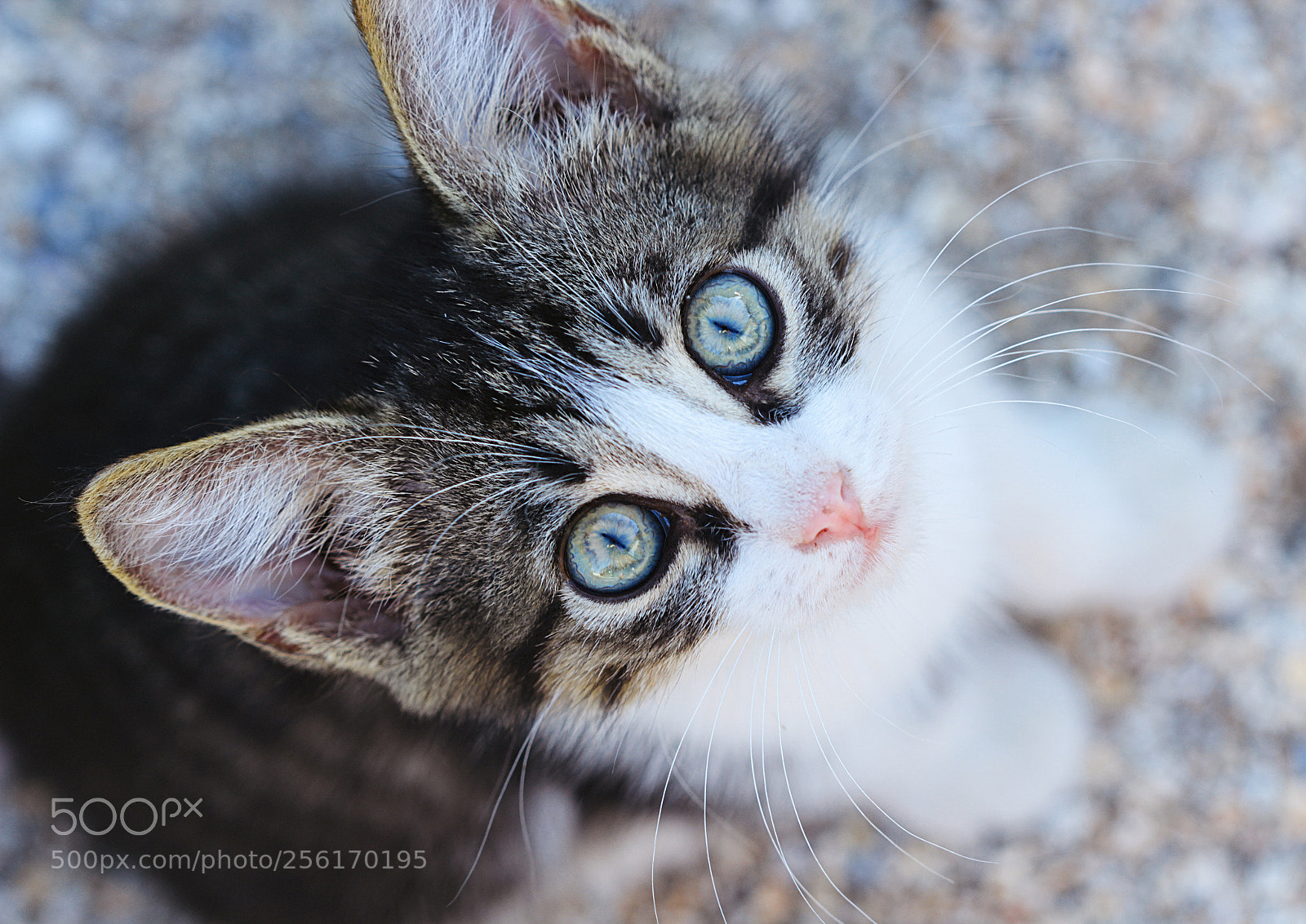 Canon EOS 600D (Rebel EOS T3i / EOS Kiss X5) sample photo. Harry potter photography