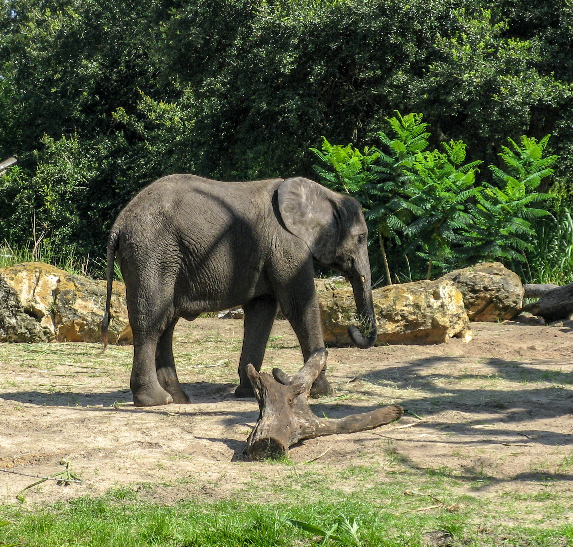 Canon POWERSHOT A710 IS sample photo. Animal kingdom florida photography
