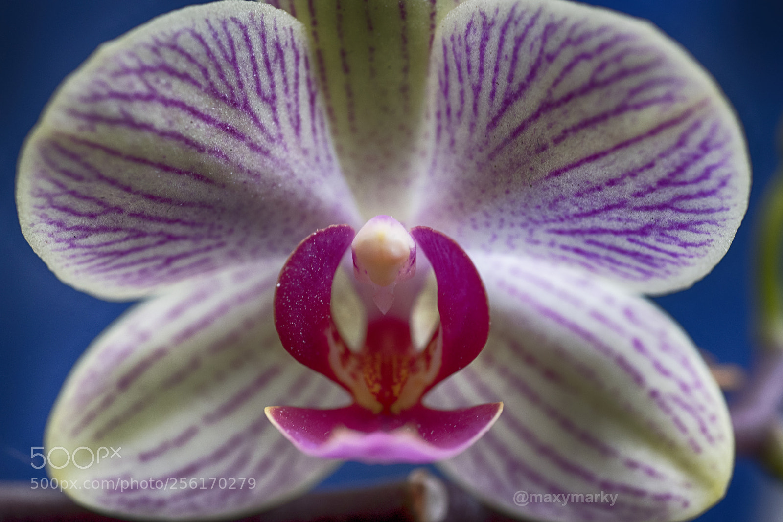 Nikon D750 sample photo. Orchid firebird photography