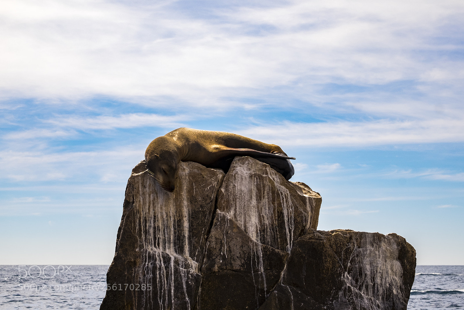 Fujifilm X-T10 sample photo. Wildlife in mexico photography