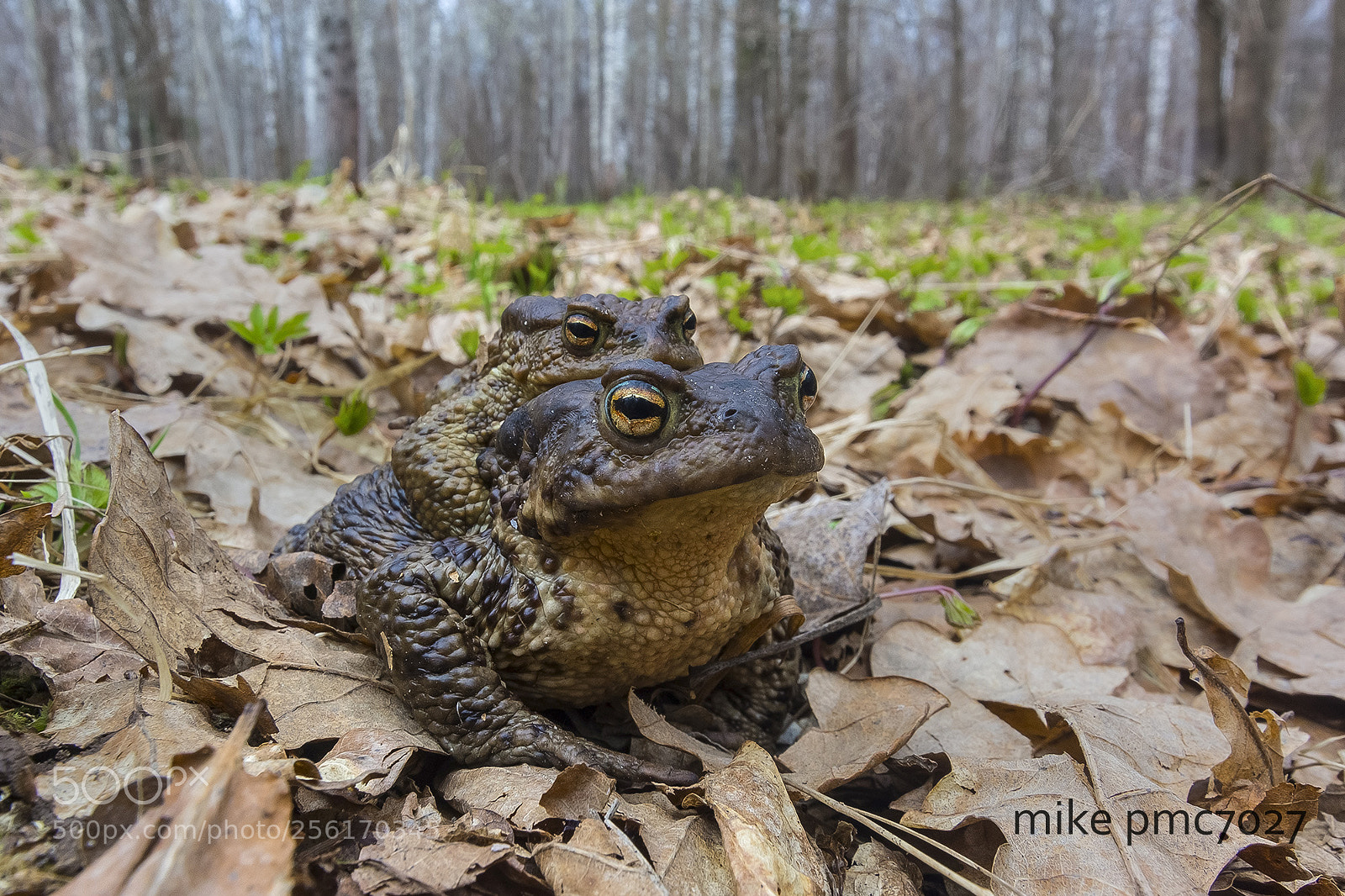 Nikon D7100 sample photo. Toad's happiness photography