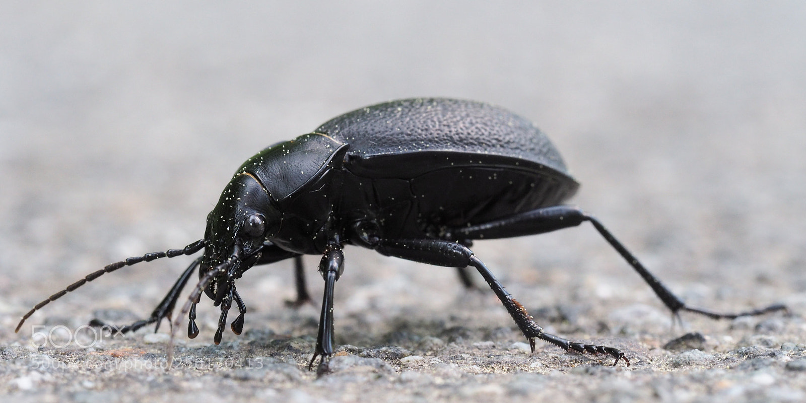 Olympus OM-D E-M10 sample photo. Leather beetle photography