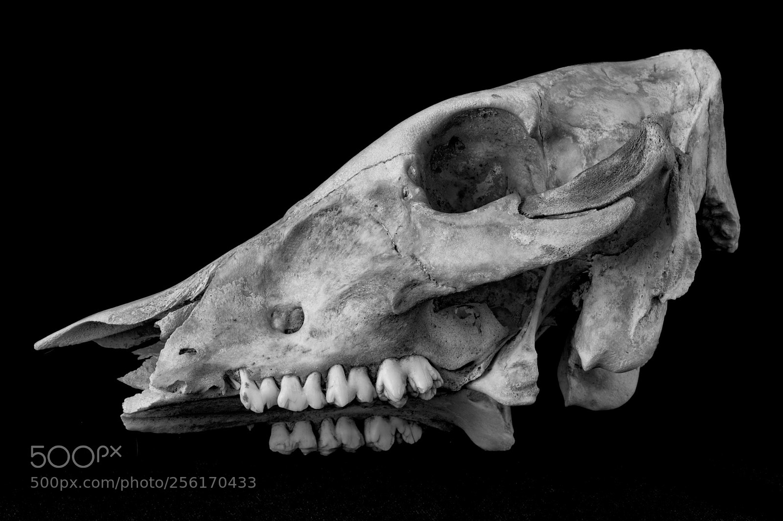 Canon EOS 5D Mark IV sample photo. Skull photography