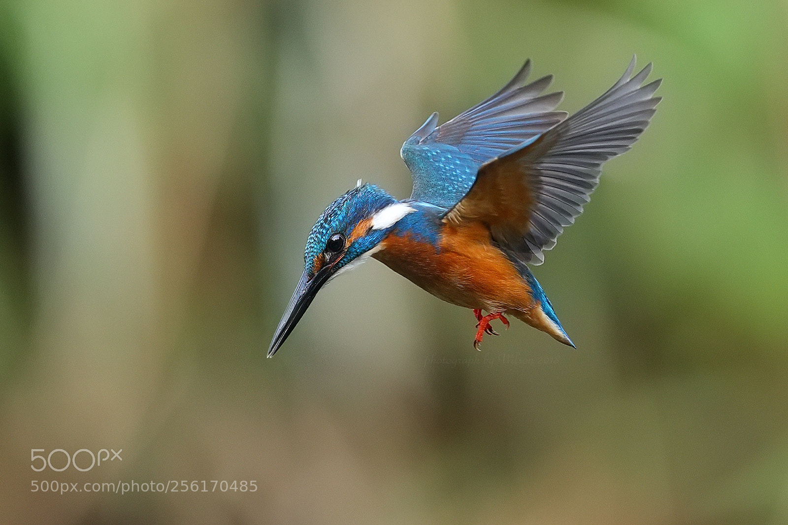 Canon EOS-1D X Mark II sample photo. Alcedo atthis photography
