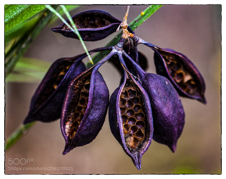 Canon EOS 5D Mark II sample photo. . photography