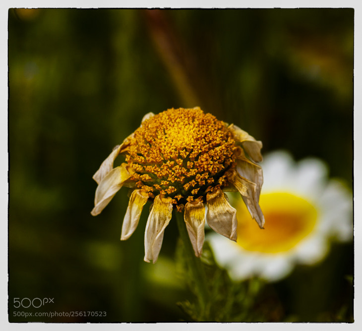 Canon EOS 5D Mark II sample photo. . photography