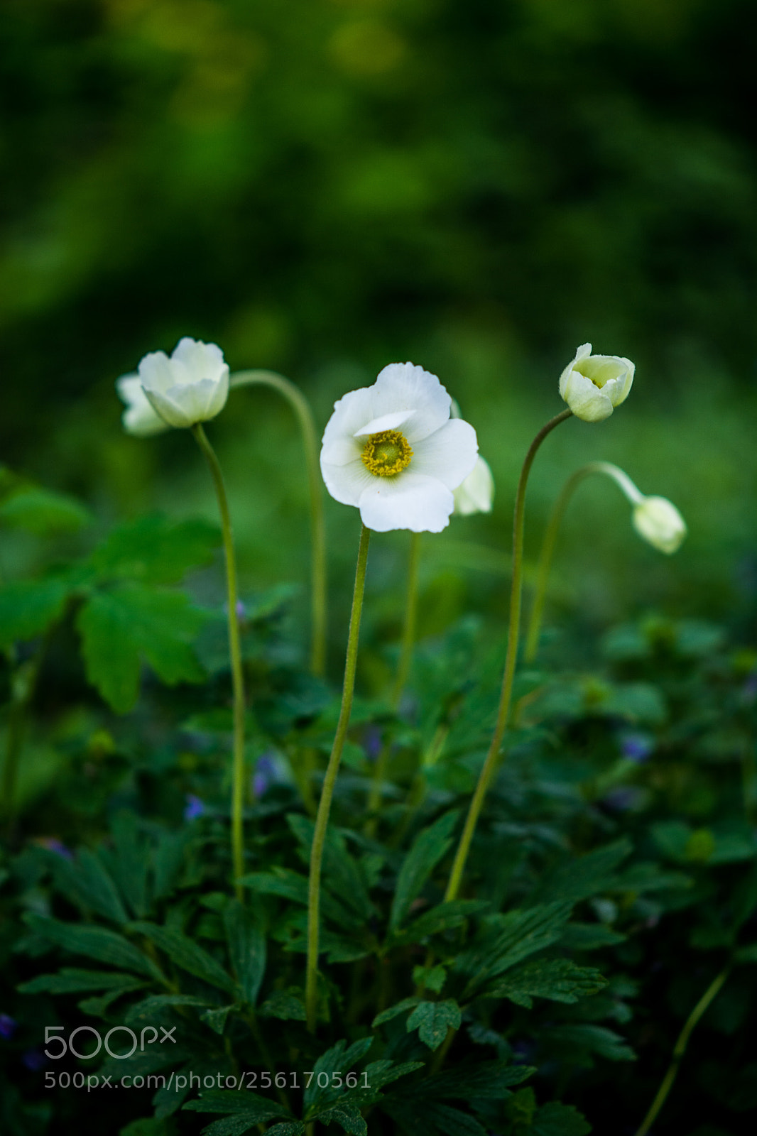 Nikon D7100 sample photo. Anemone 2.5.2018 photography