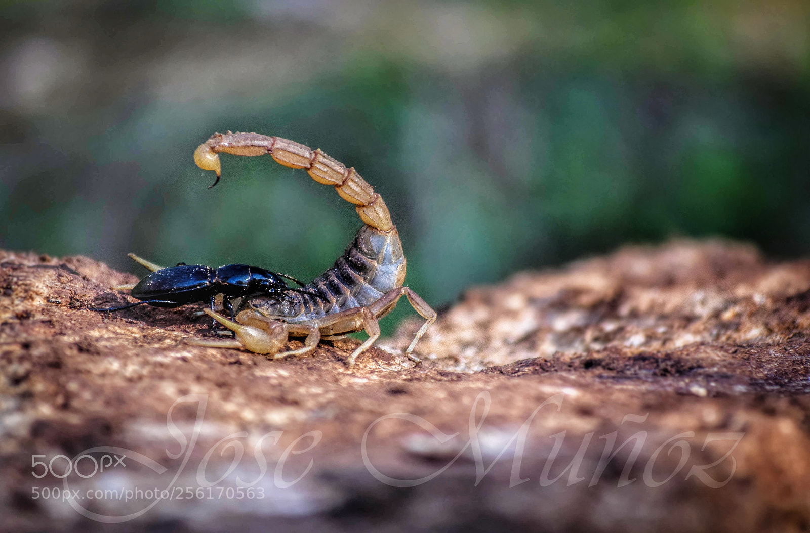 Nikon D3300 sample photo. Pequeños combates photography