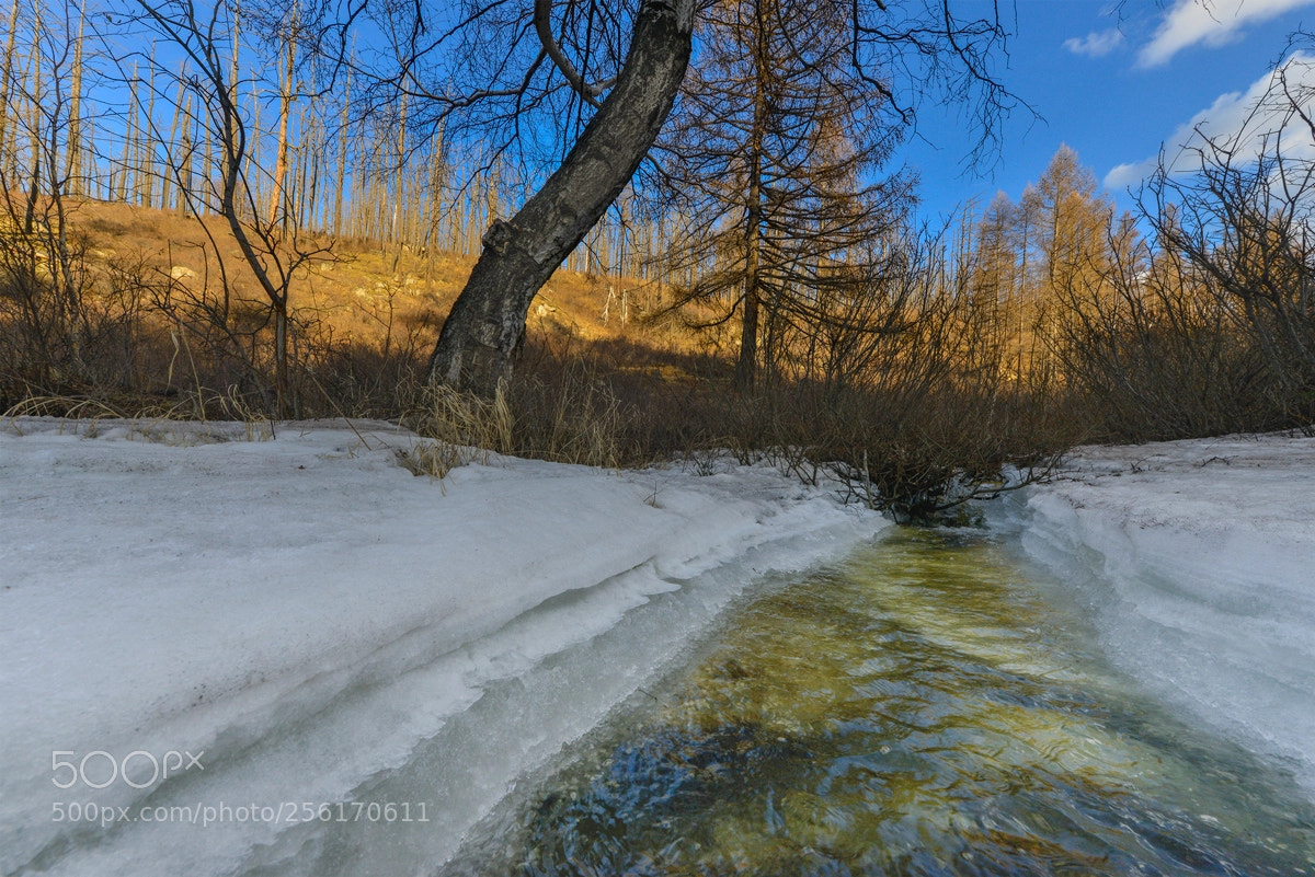 Nikon D800 sample photo. Mountain spring photography
