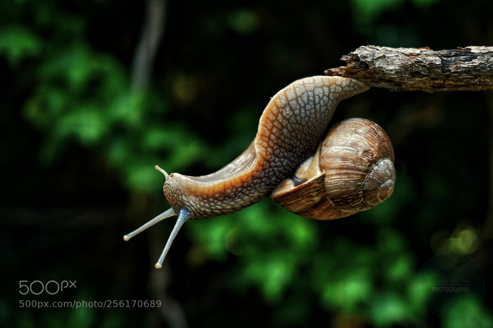 Sony a6000 sample photo. Snail life photography