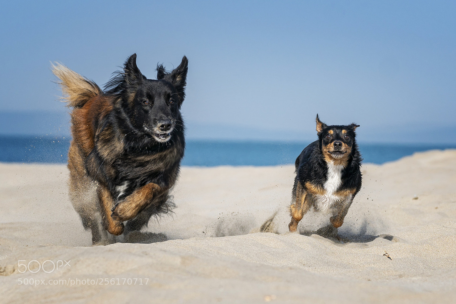 Sony a6500 sample photo. Sporty dog photography