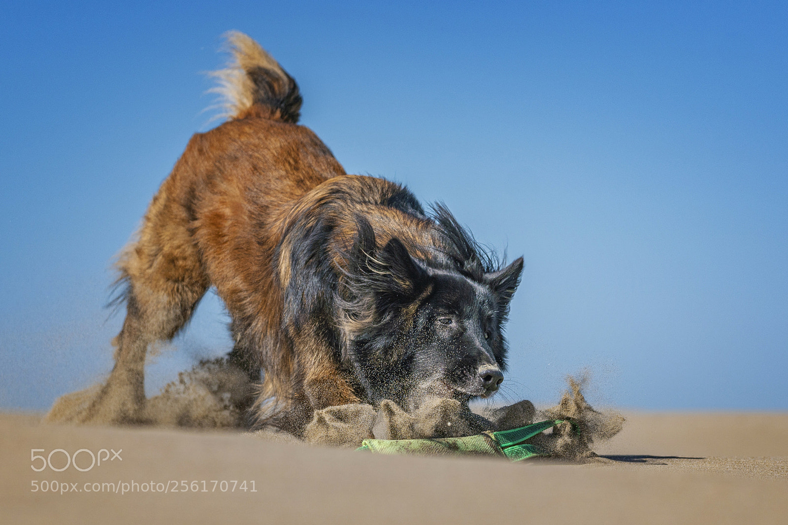 Sony a6500 sample photo. Sporty dog photography