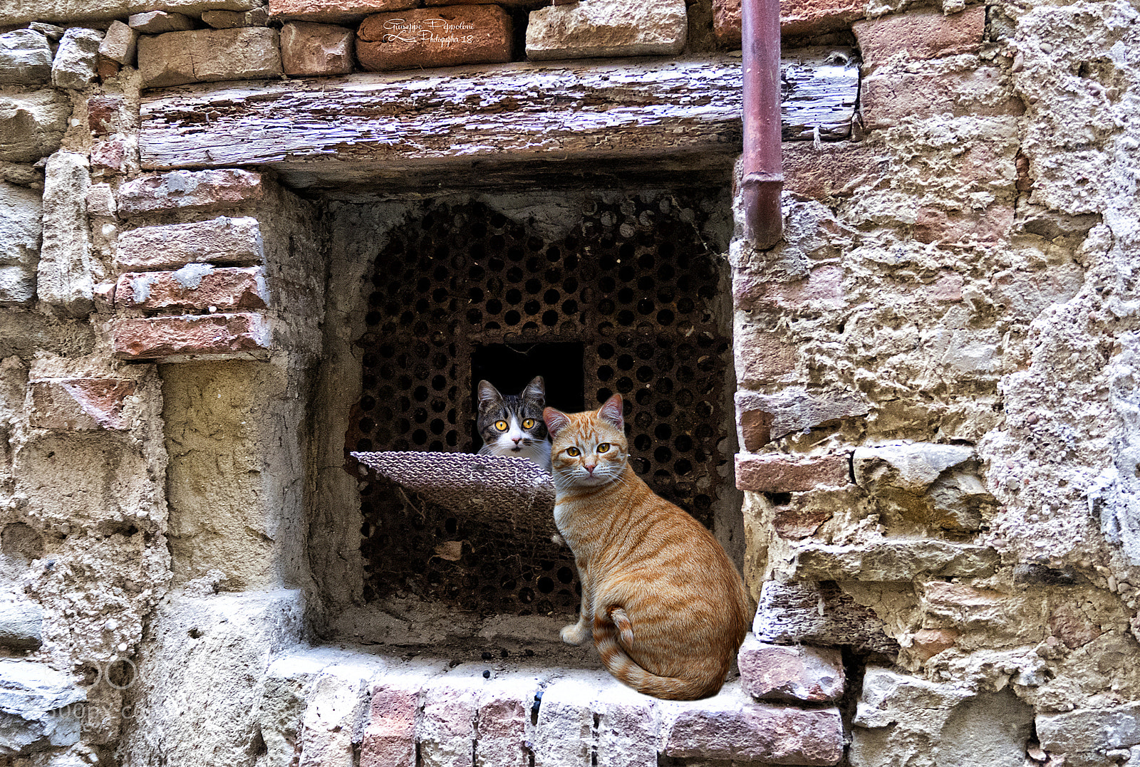 Canon PowerShot G3 X sample photo. Cat photography