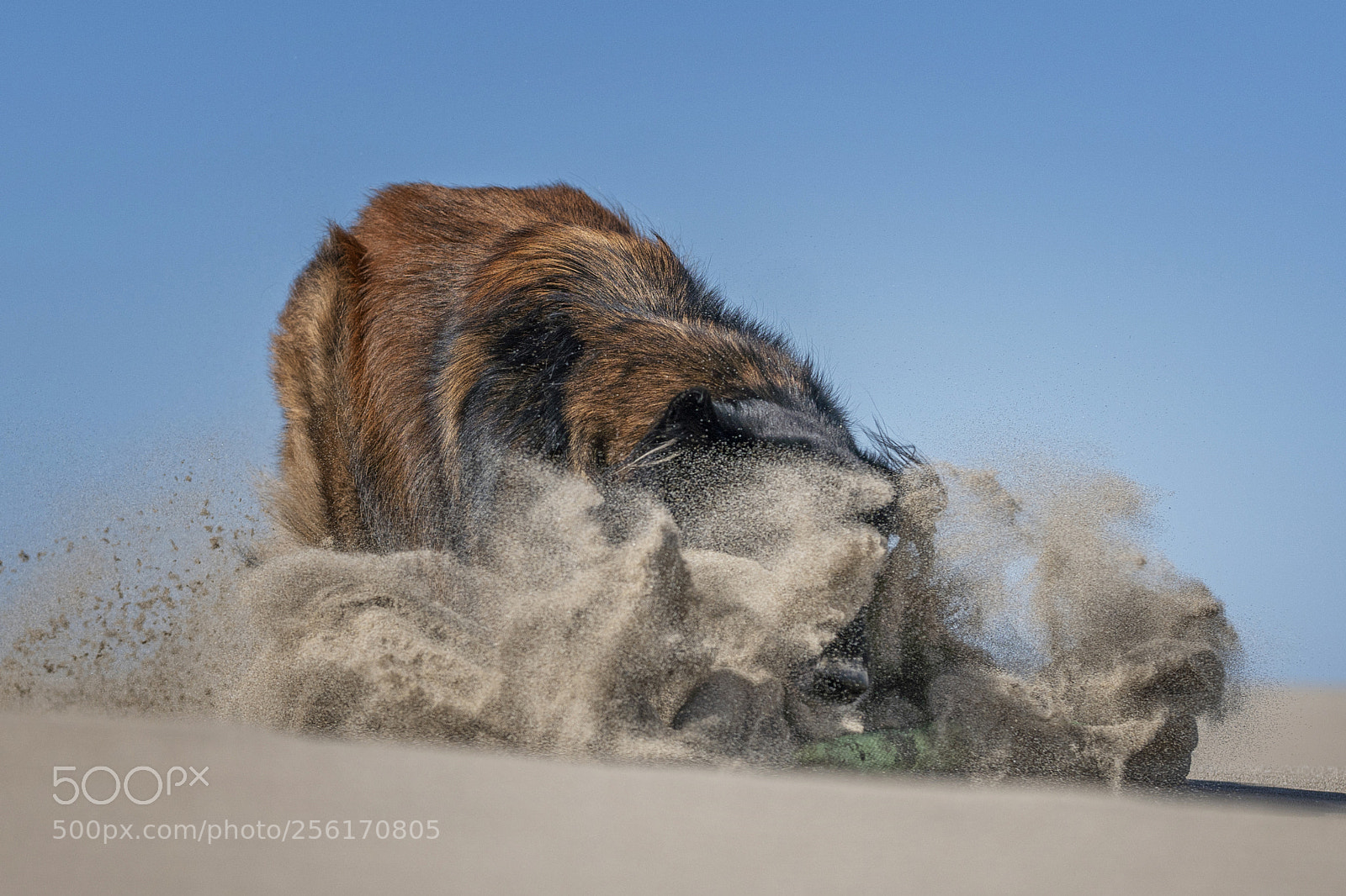 Sony a6500 sample photo. Sporty dog photography