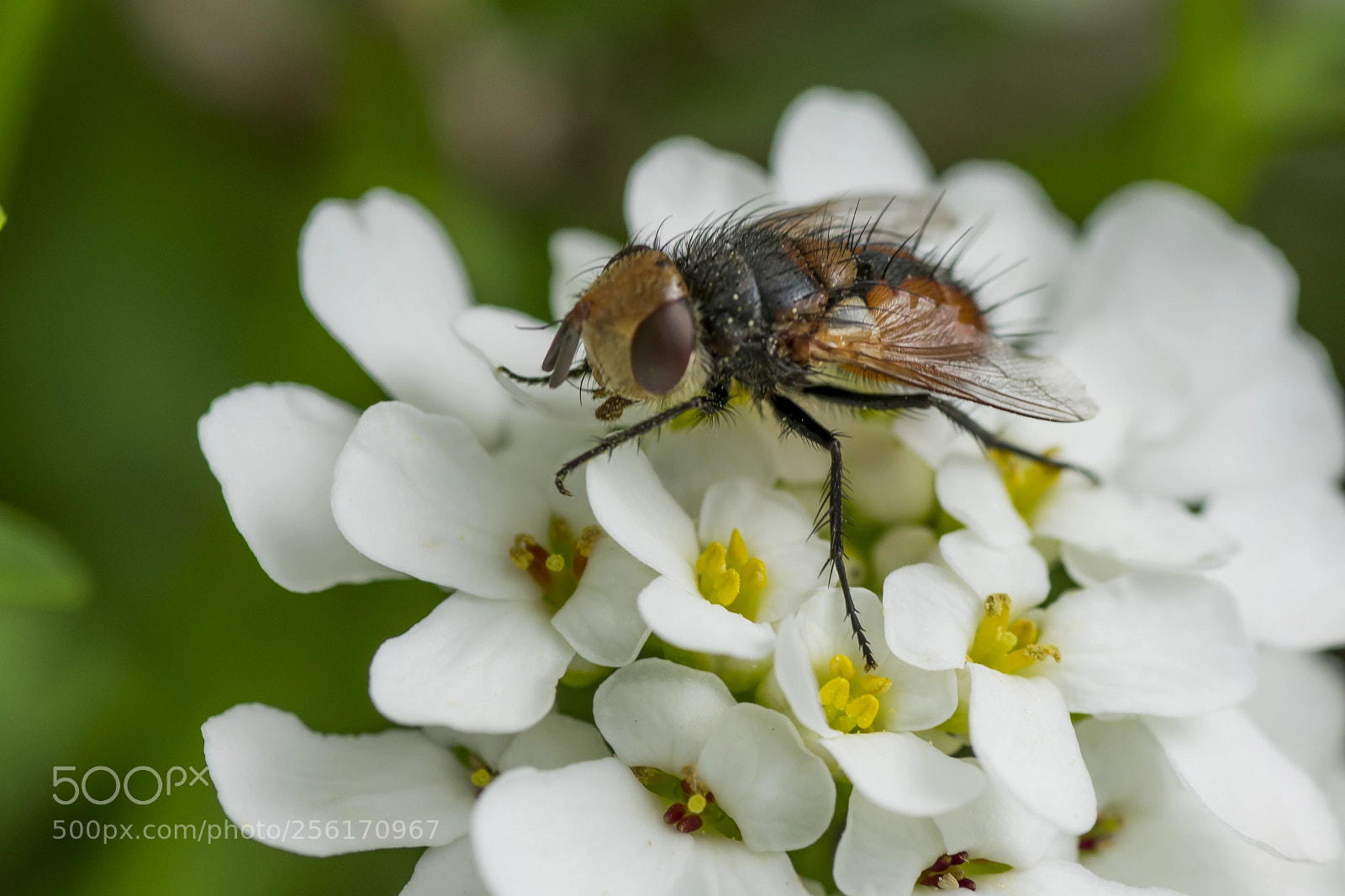 Nikon D3400 sample photo. Bzzzz photography