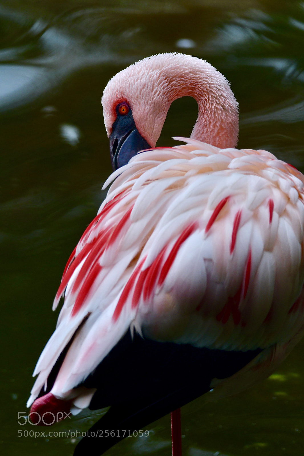 Nikon D500 sample photo. Flamingo 火烈鳥 photography