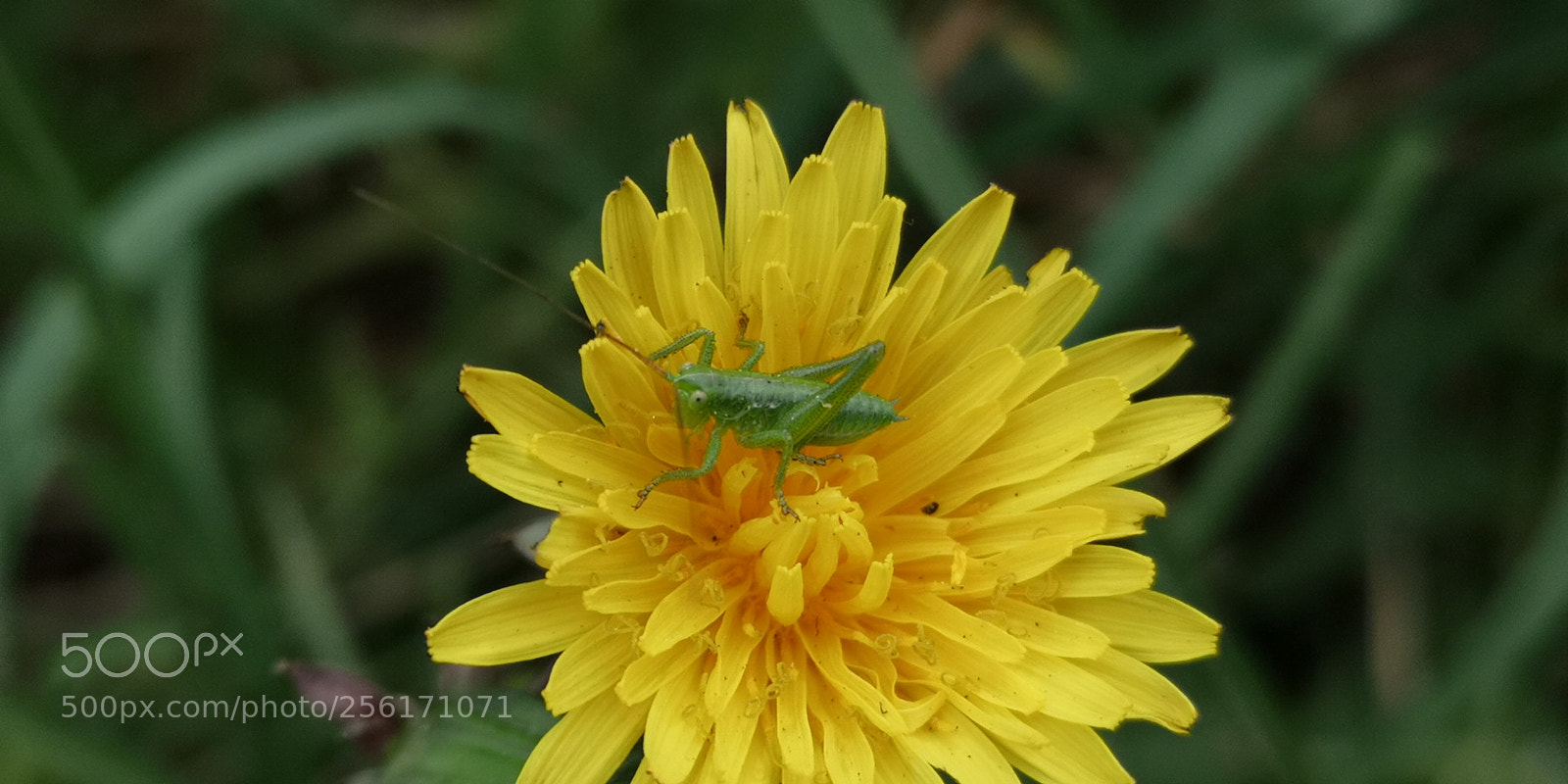 HUAWEI CLT-L29 sample photo. Test macro smartphone photography