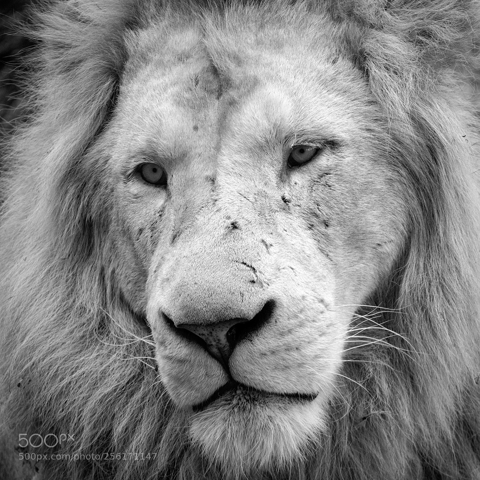 Olympus OM-D E-M5 II sample photo. White lion photography