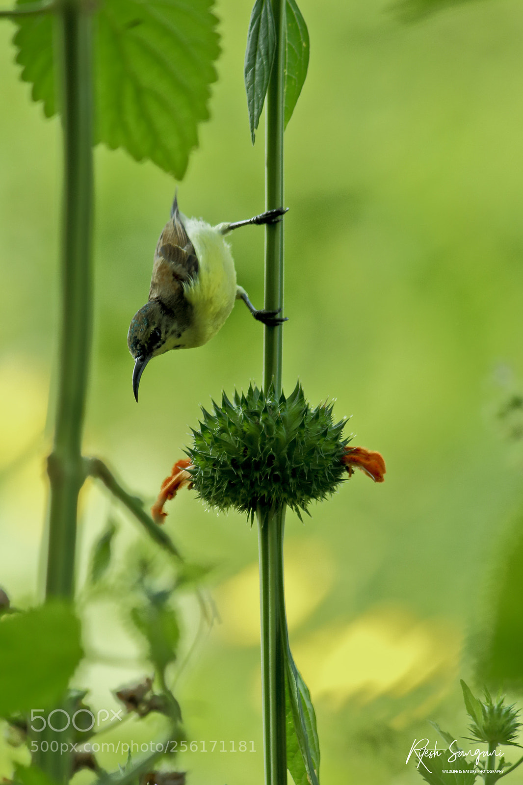Canon EOS 700D (EOS Rebel T5i / EOS Kiss X7i) sample photo. Purple sunbird.....! photography