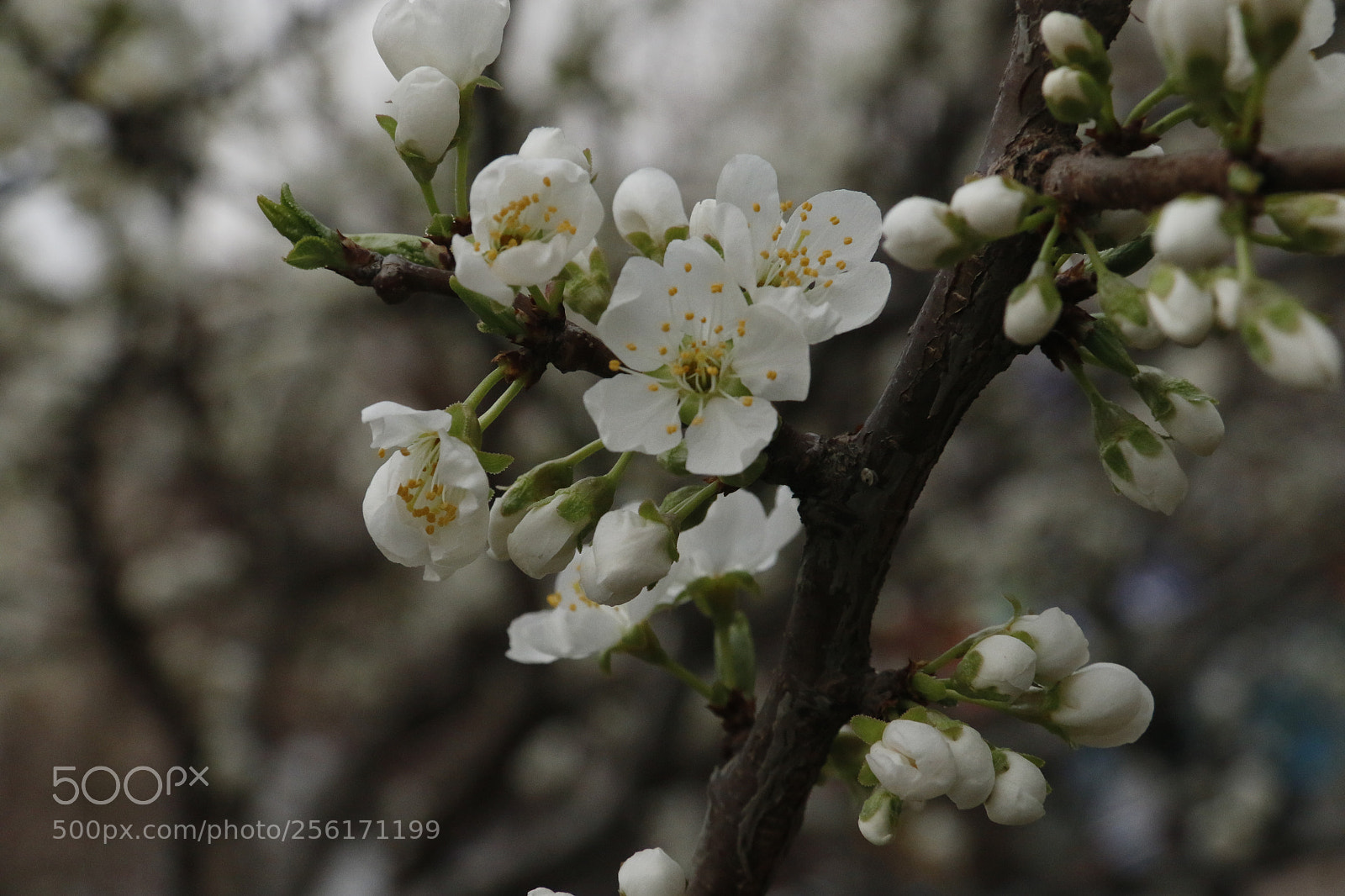 Canon EF-S 18-200mm F3.5-5.6 IS sample photo. Open competition photography