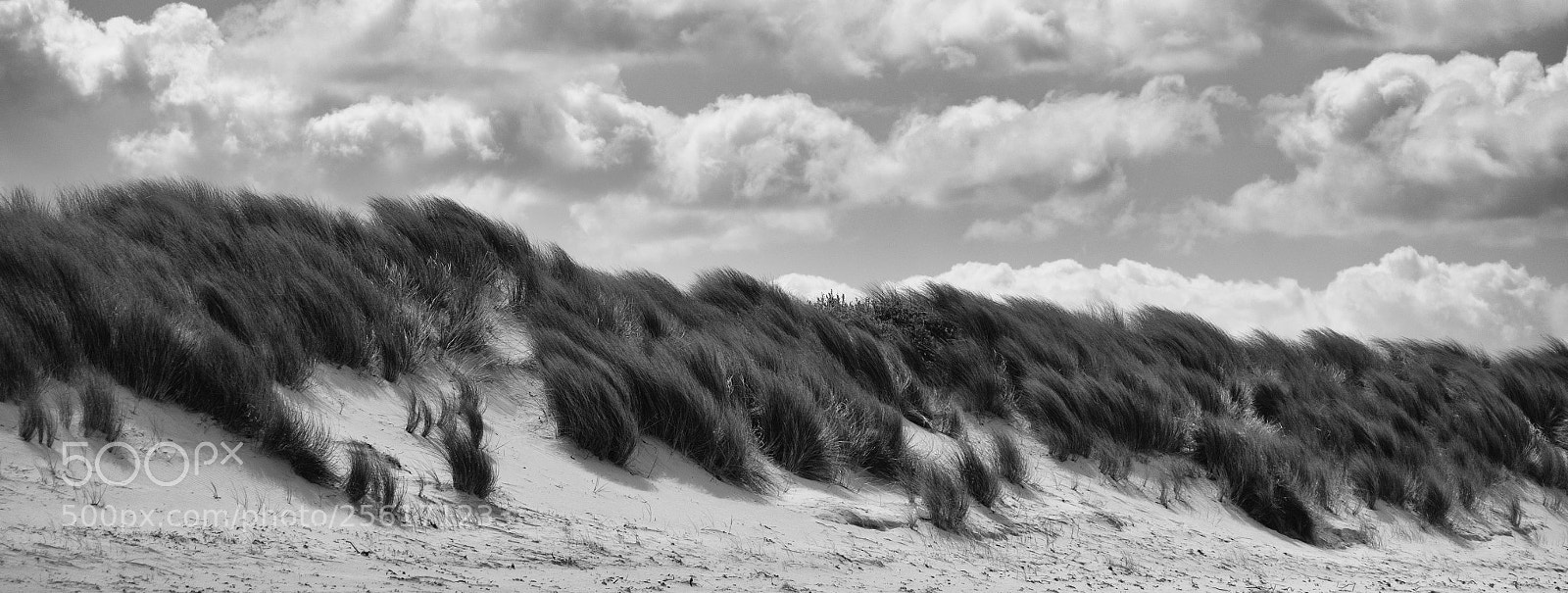 Olympus OM-D E-M10 II sample photo. Dune photography