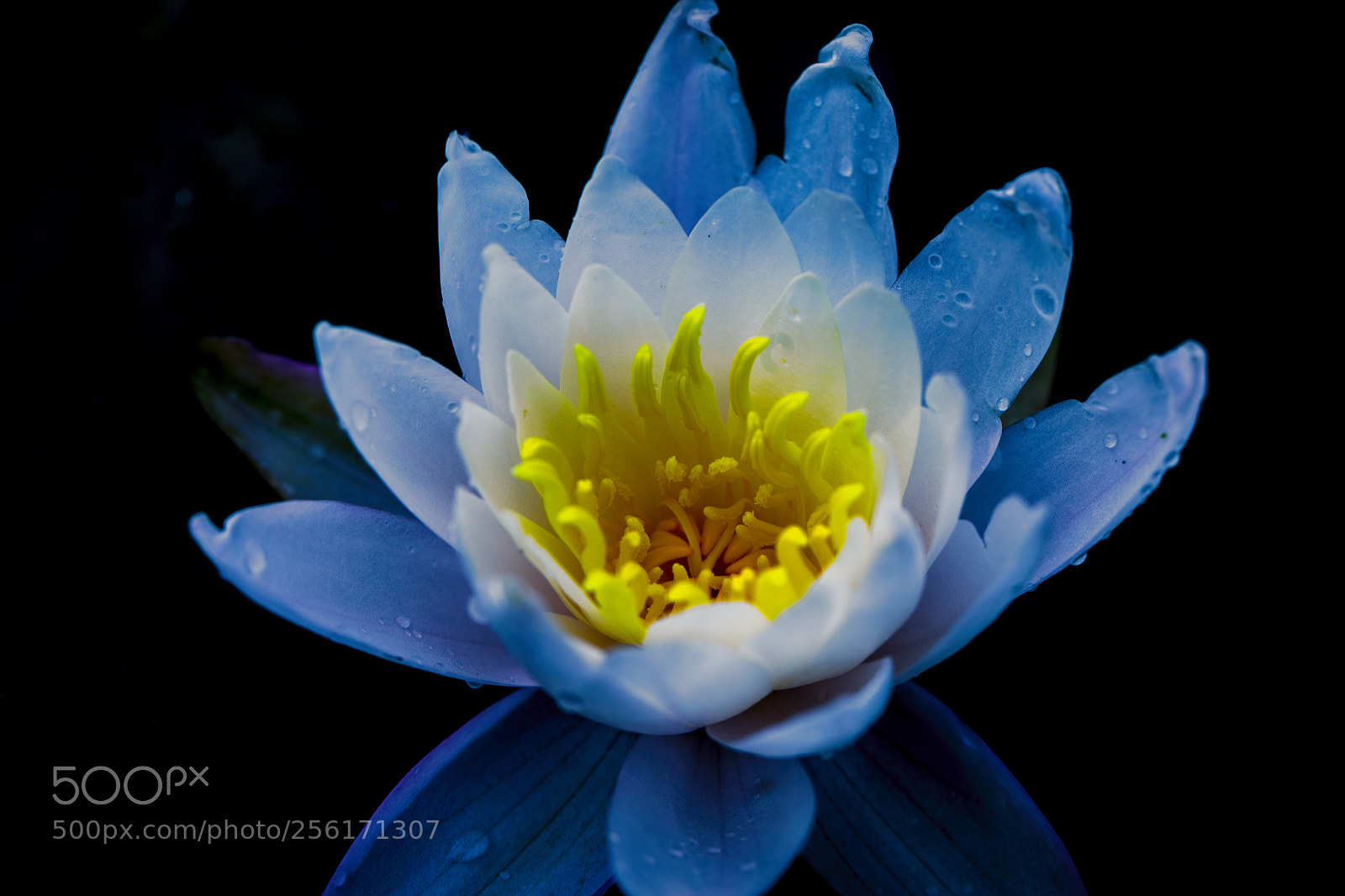 Canon EOS 5D Mark IV sample photo. Untitled photography