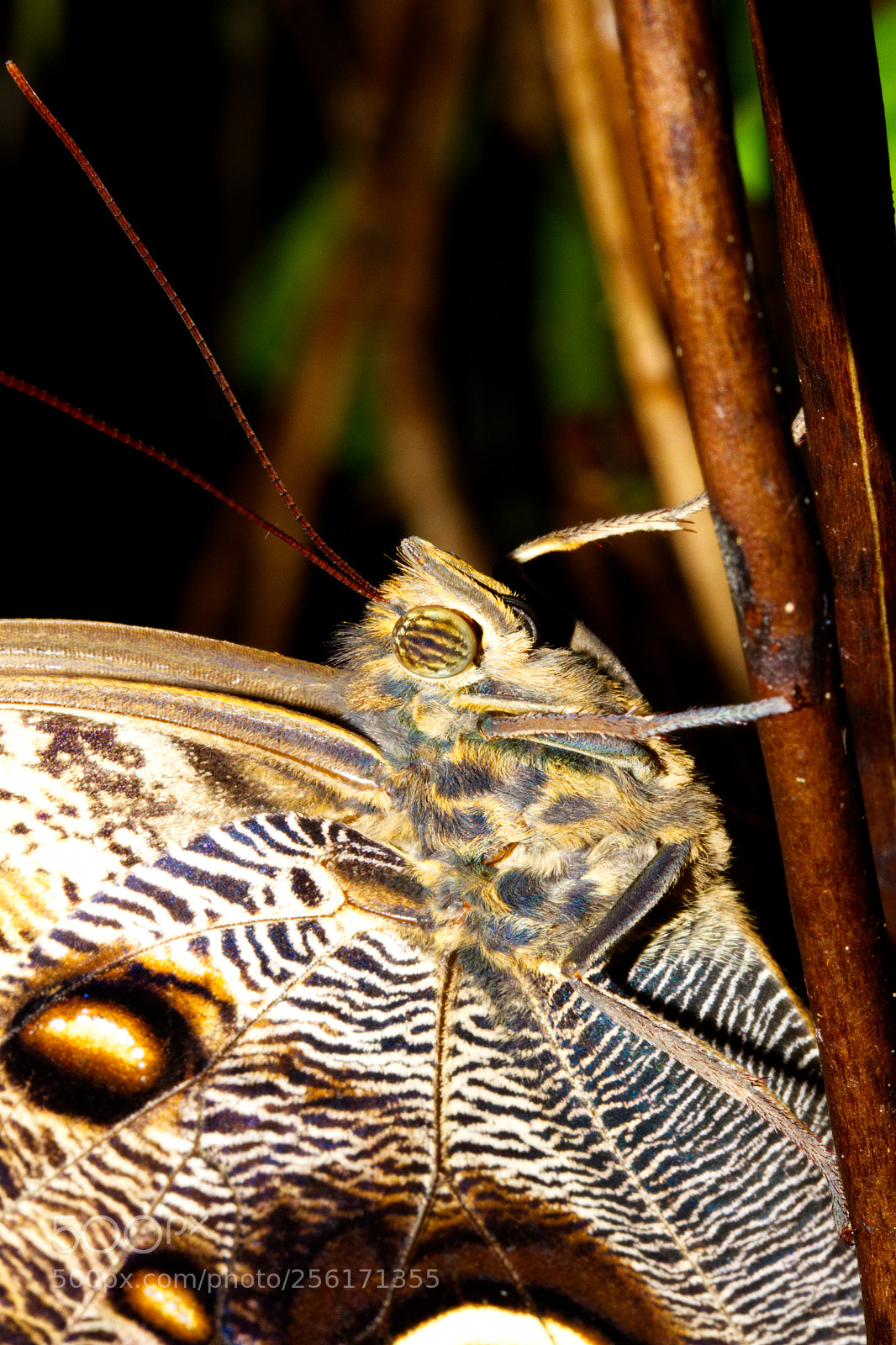 Canon EOS 7D sample photo. Owl butterfly photography