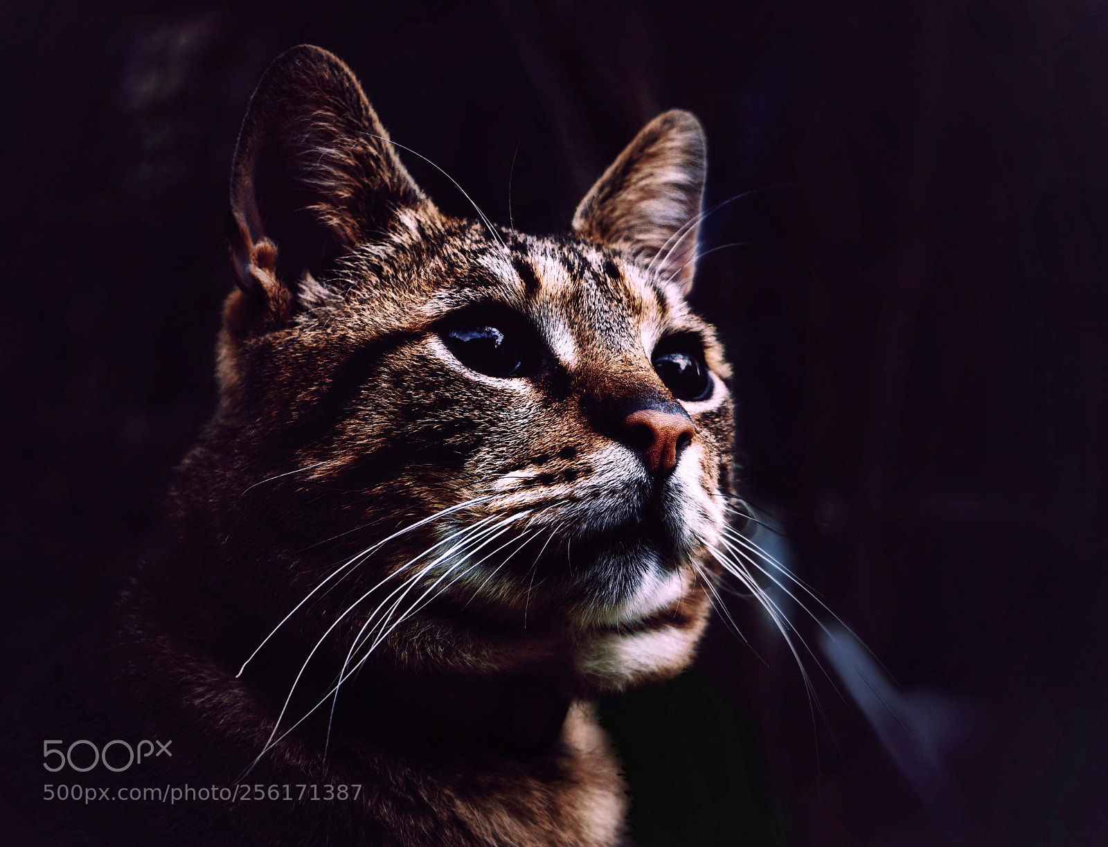 Sony a6000 sample photo. Cat portrait photography